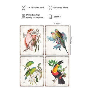 Set of Vintage - Tropical Bird Wall Decor - 11 x 14