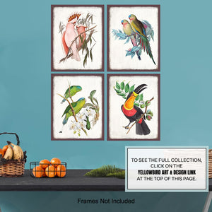 Set of Vintage - Tropical Bird Wall Decor - 11 x 14