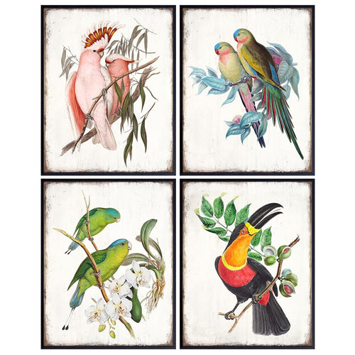 Set of Vintage - Tropical Bird Wall Decor - 11 x 14