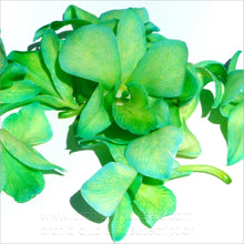 Load image into Gallery viewer, Fresh Orchids food drink decoration (100 DUO GREEN)