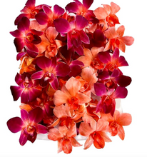 Load image into Gallery viewer, Fresh Orchids food drink decoration (100 DUO GREEN)