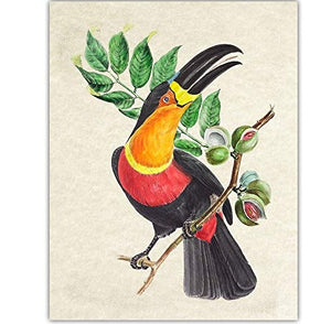 Tropical Wall Decor - Tropical Birds- Vintage Audubon Birds (set of 4 prints)