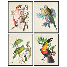 Load image into Gallery viewer, Tropical Wall Decor - Tropical Birds- Vintage Audubon Birds (set of 4 prints)