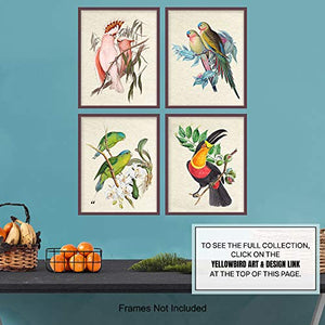Tropical Wall Decor - Tropical Birds- Vintage Audubon Birds (set of 4 prints)