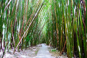 Bamboo Forest Picture, Nature Decor, Zen Yoga Wall Print, Tropical Green Rustic Art Photograph: Handmade