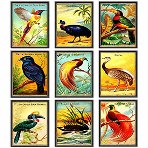 Vintage Tropical Birds Wall Art - (Set of 9) Unframed 8x10 Prints - Antique Exotic Bird Illustration Retro Aesthetic