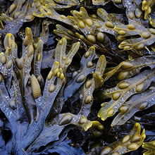 Load image into Gallery viewer, The Seaweed Bath Co. Body Wash, Citrus Vanilla, Natural Organic Bladderwrack Seaweed, SLS and Paraben Free, 12oz