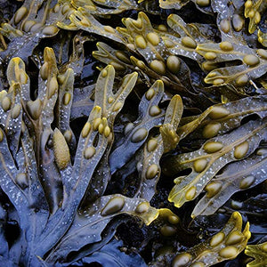 The Seaweed Bath Co. Body Wash, Citrus Vanilla, Natural Organic Bladderwrack Seaweed, SLS and Paraben Free, 12oz