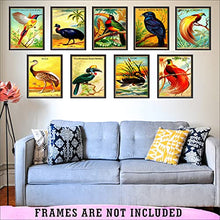 Load image into Gallery viewer, Vintage Tropical Birds Wall Art - (Set of 9) Unframed 8x10 Prints - Antique Exotic Bird Illustration Retro Aesthetic