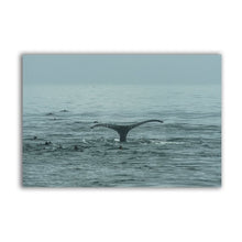 Load image into Gallery viewer, Sea Animal Whale Print Ocean Wall Art Decor