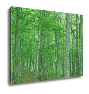 Gallery Wrapped Canvas, Green Forest Nature Landscape